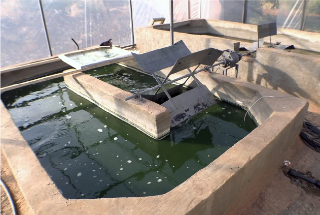 プランクトン工学